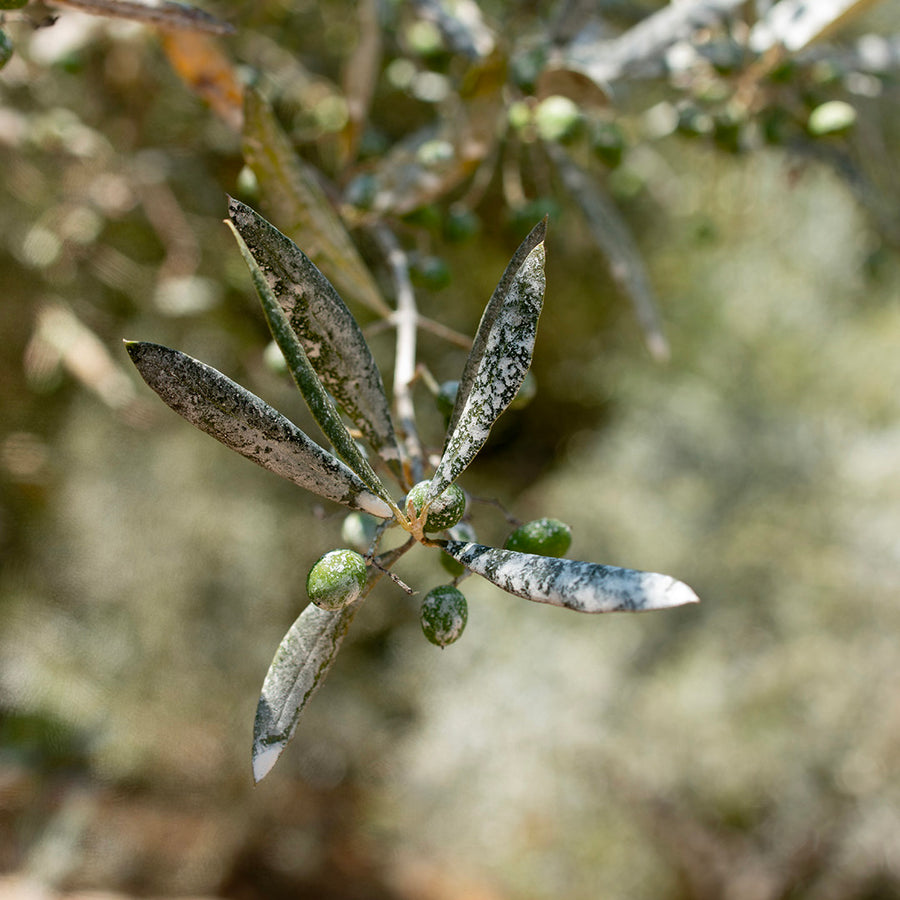 White chalk to organically shield olives